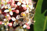 Honingbij bestuift de bloemen in de stuik