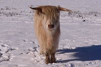 Highland cow in winter (1 of 3)