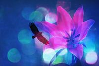 Großer Adler auf Landeanflug