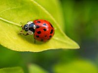 Ladybug on fresh green leaf