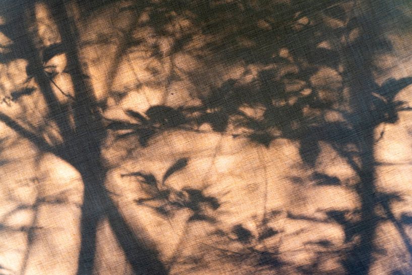 Verträumter Wald 1 von Floris Kok