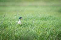Duck in the rain