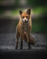 Renard avec sa proie