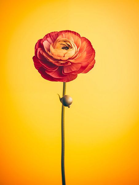 Blumenporträt von Virgil Quinn - Decorative Arts