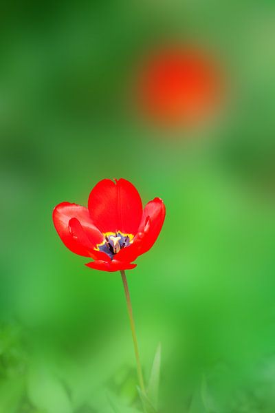 Tulipe par Bo Valentino