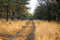 Genießen Sie die Straße