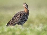 Neugierige Pfuhlschnepfe