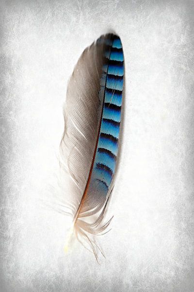 qui n'honore pas le petit... par Els Fonteine