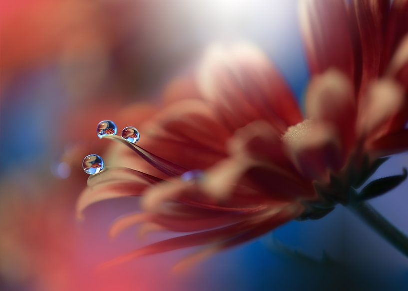 Inmost... par Juliana Nan