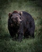 Brown bear