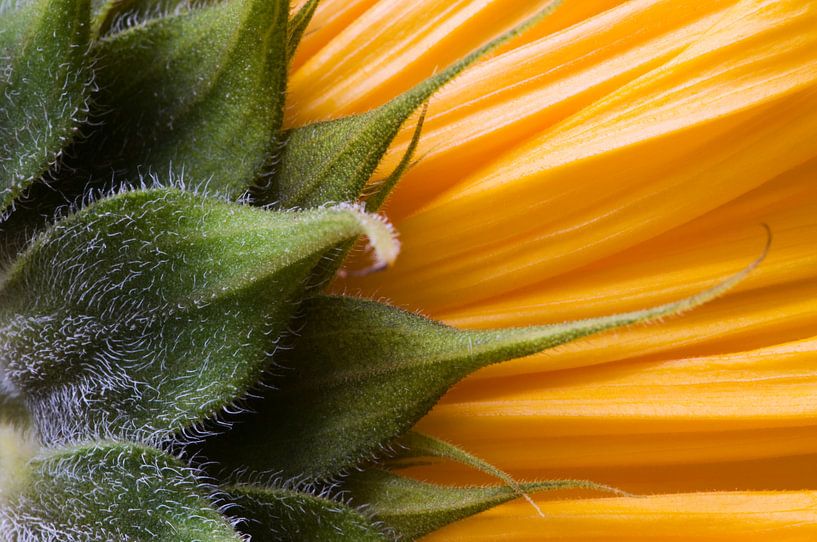 Sunflower from an unexpected side by Margot van den Berg