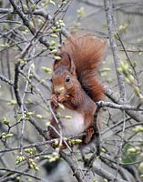 Squirrel in tree
