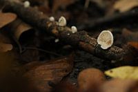 Een heel kleine paddenstoel op een heel klein takje