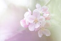 Apple blossom in soft shades of purple and green