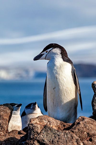 Chinstrap penguins in the Antarctic by Roland Brack