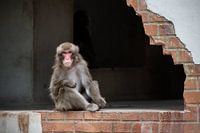 Japanese macaque in old building