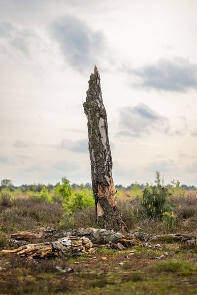 L'éphémère dans la Strabrechtse Heide par Triki Photography