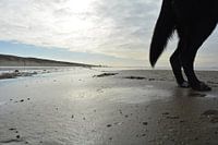 Achterwerk van een hond