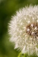 Kristallen paardenbloem