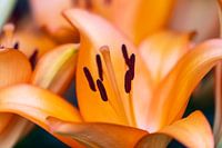 Orange lily