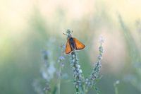 Schöner Schmetterling