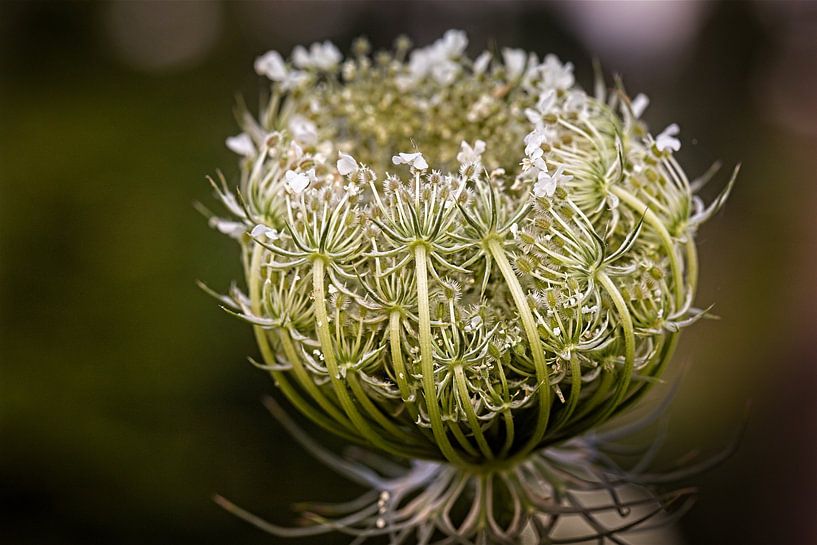 Wild Carrot by Rob Boon