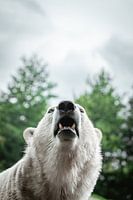 polar bear