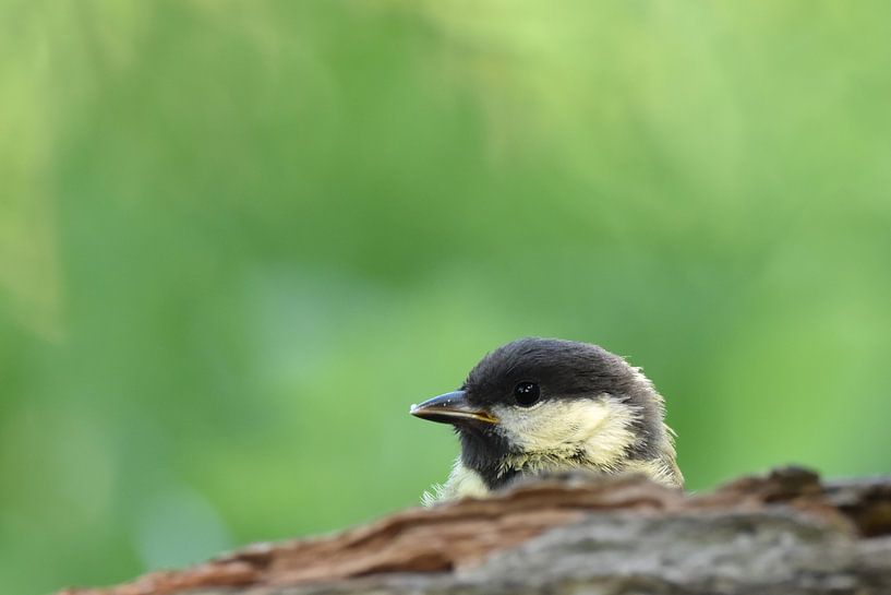 Jonge koolmees vogelkijkhut Veendam by Sascha van Dam