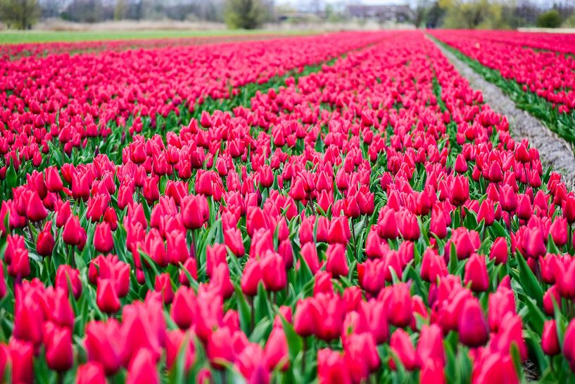Schönes Tulpenfeld in der Farbe Rosa von Pix-Art By Naomi.k