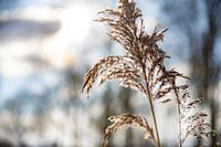Reed in the winter sun (5)