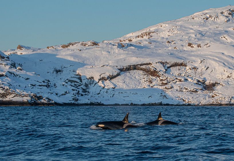 Orca par Merijn Loch