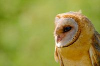 Portrait of a barn owl