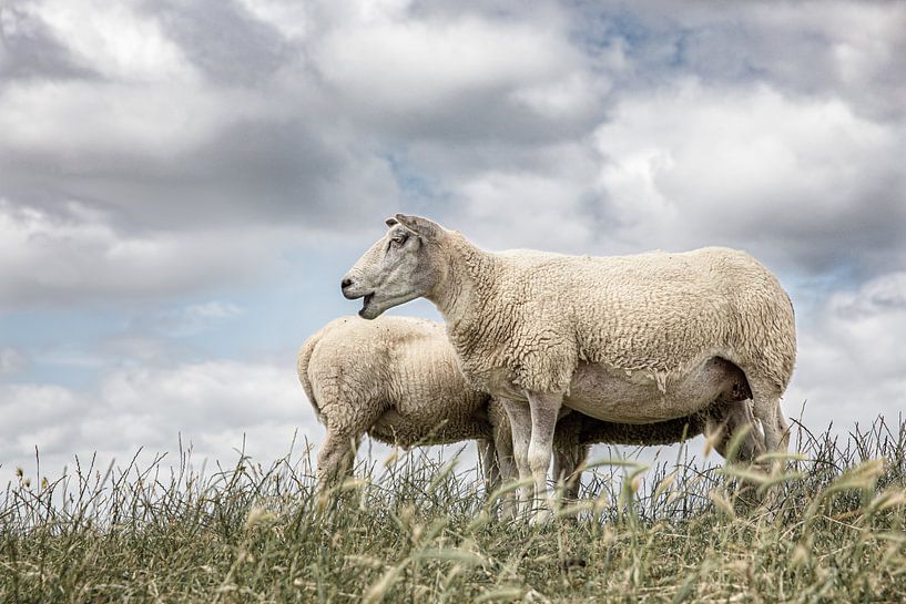 Sheep against a typical Dutch cloud sky. Picture is taken in Friesland. Wout Kok One2expose by Wout Kok