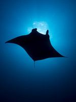 Silhouette eines Riesenmanta