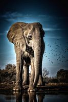 Olifant komt drinken aan een waterpoel