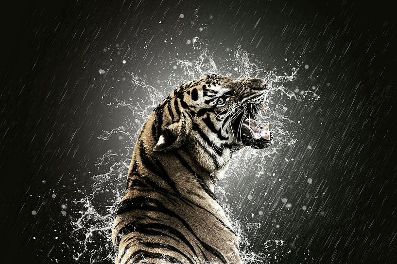 La colère by Catherine Fortin