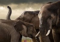Elephant meeting 