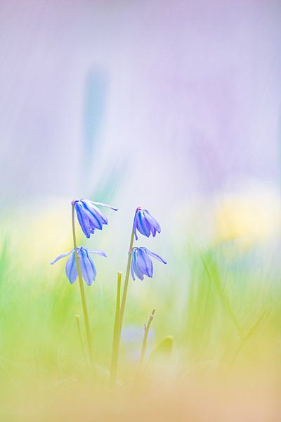 Scilla par Lisa Antoinette Photography
