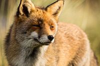 Vos in de duinen