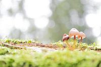 Une petite famille de champignons sur un tronc d'arbre
