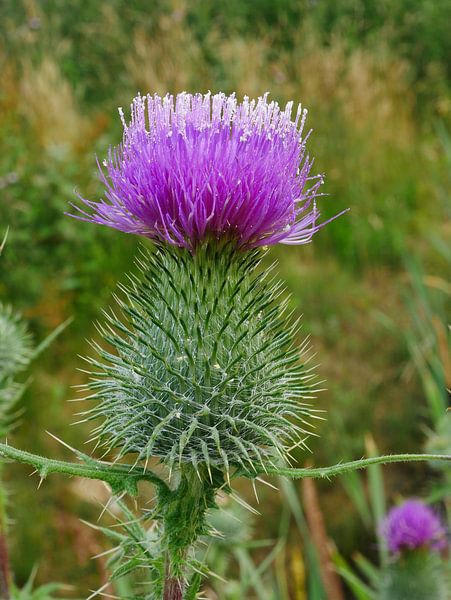 Chardon des champs, Cirsium vulgare par Wim vd Neut
