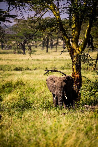 Olifanten in Tanzania von René Holtslag