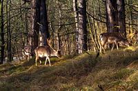 Deer in the woods on a sunny day