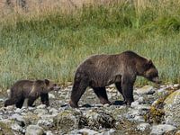 Grizzly Beer met jong