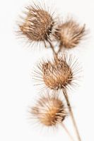 Getrocknete Blume mit Häkchen