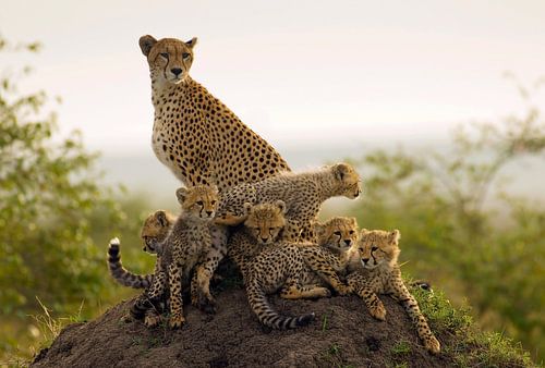 Mère Guépard (Acinonyx jubatus) avec six petits à l'affût sur une colline de termites sur Nature in Stock