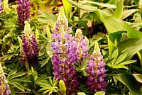 Colorful Pink oily flowers