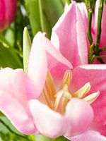 rosa Tulpe im Frühlingsstrauß