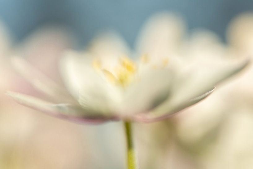 Romantisches Bild der Bosun-Anemone, Foto 7 von Caroline van der Vecht