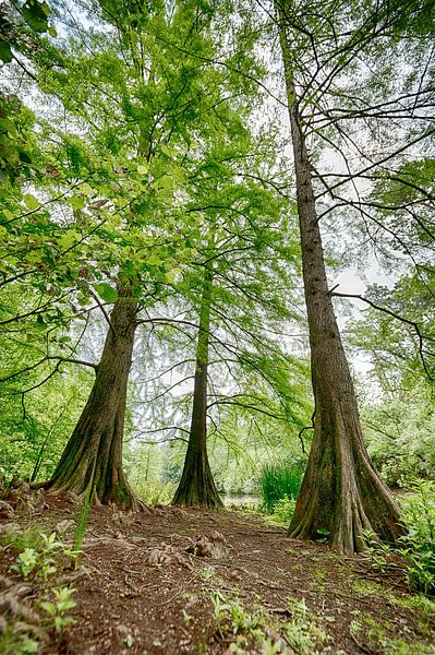 Les arbres dans le Tilburgse Wandelbos par Mark Bolijn